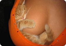 20070927193444-logo-redondeado.jpg